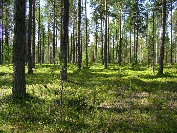 Muddus